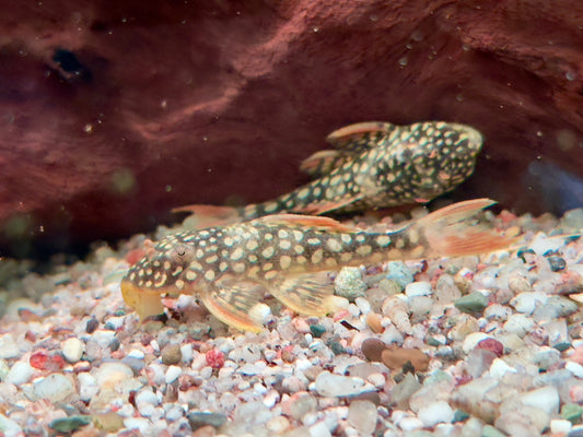 L14 Sonnenwels Scobinancistrus aureatus 5- 6 cm