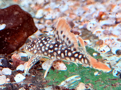L14 Sonnenwels Scobinancistrus aureatus ca. 6 cm