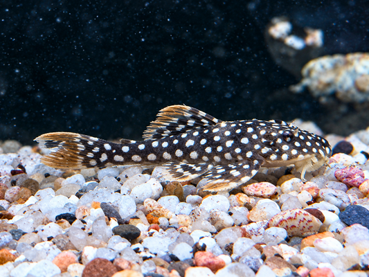 L14 Sonnenwels Scobinancistrus aureatus ca. 5-6 cm