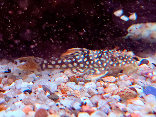 L14 Sonnenwels Scobinancistrus aureatus ca. 6 cm