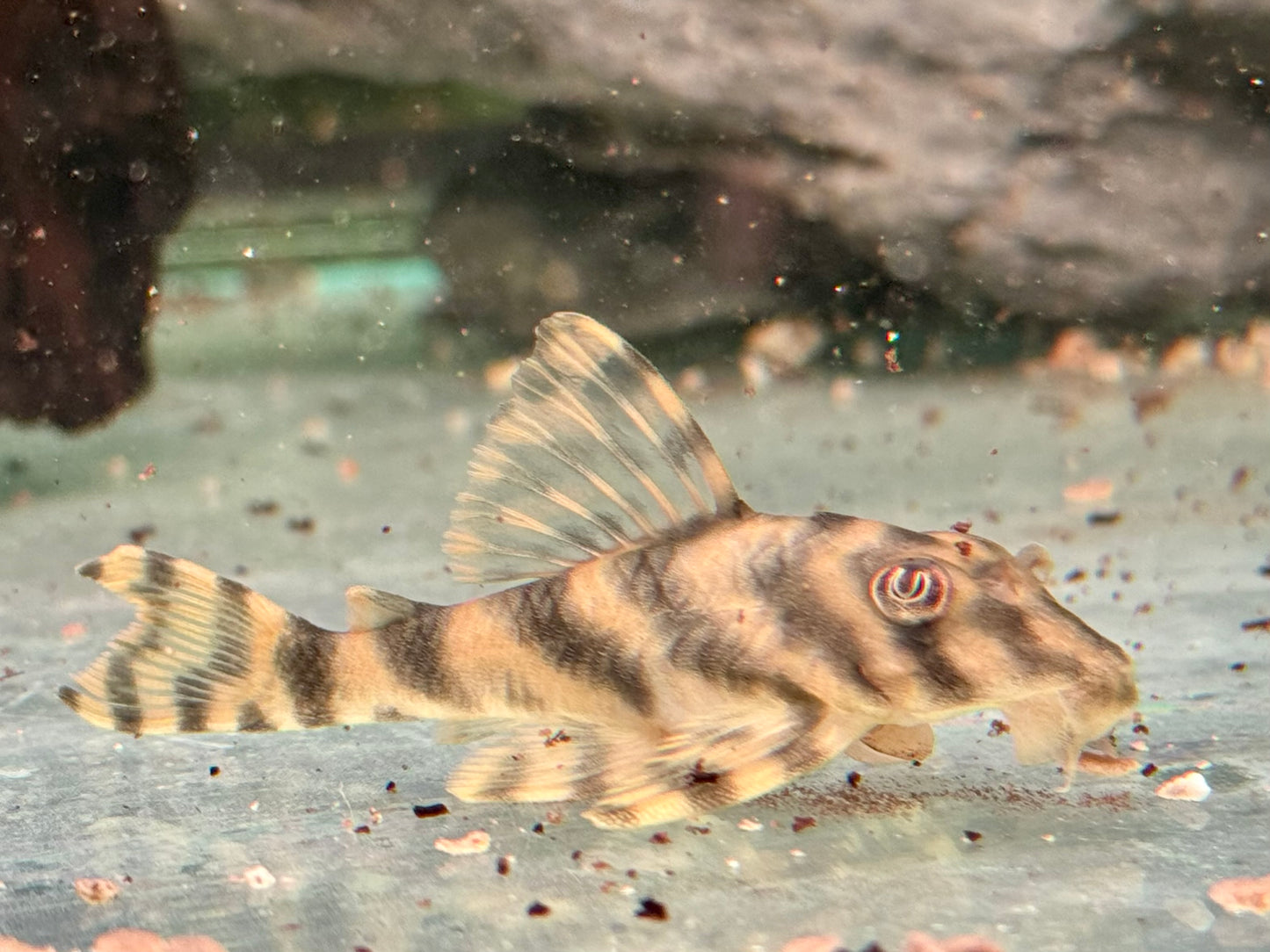 L15 Gestreifter Zwergschilderwels Peckoltia vittata