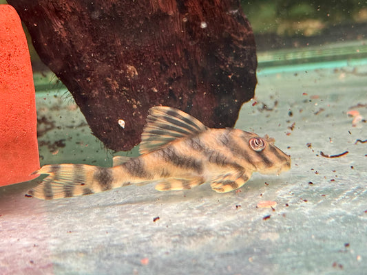 L15 Gestreifter Zwergschilderwels Peckoltia vittata