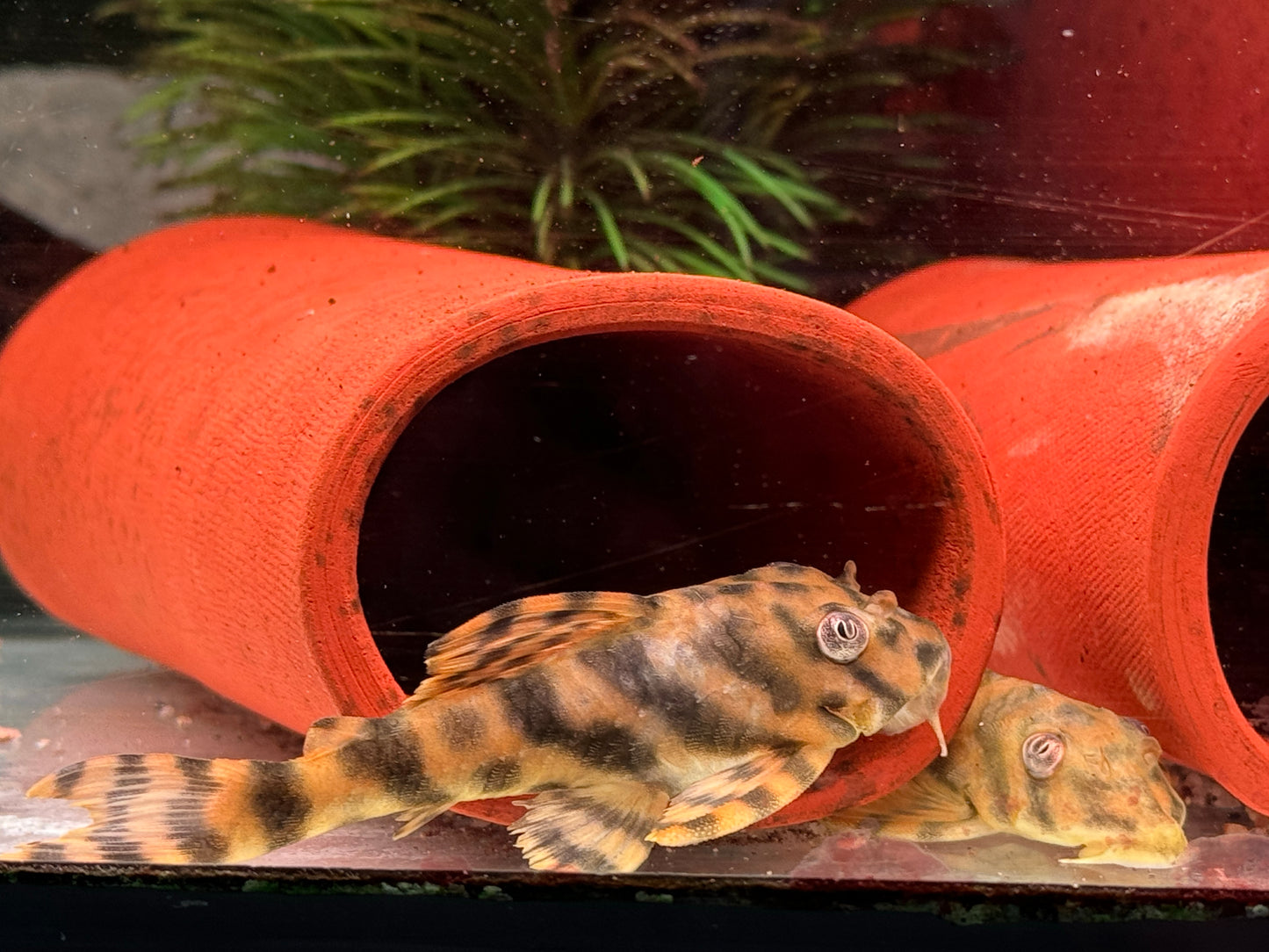 L15 Gestreifter Zwergschilderwels Peckoltia vittata