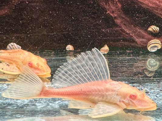 L165 Wabenschilderwels Albino Glyptoperichthys gibbiceps 10-12cm