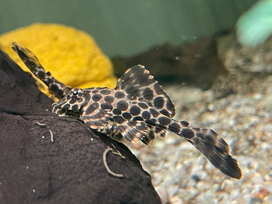 L165 Wabenschilderwels Glyptoperichthys Gibbiceps