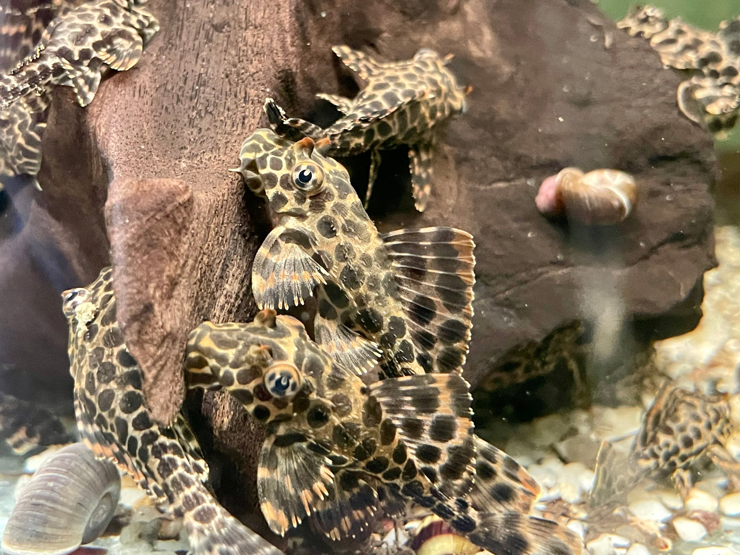 L165 Wabenschilderwels Glyptoperichthys Gibbiceps