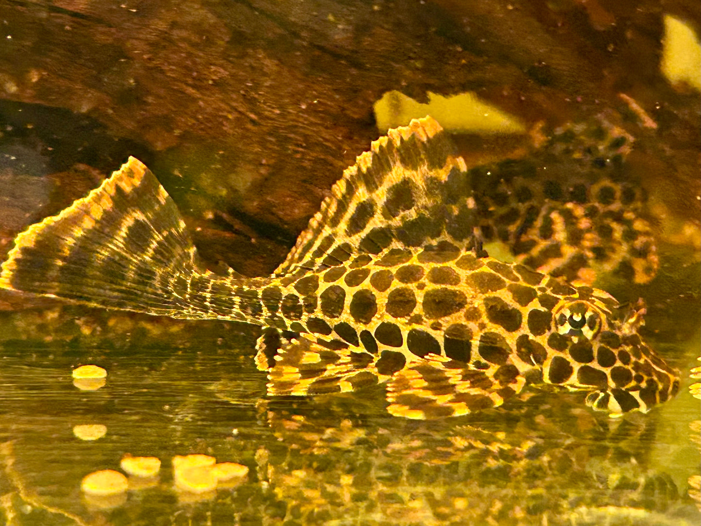 L165 Wabenschilderwels Glyptoperichthys Gibbiceps