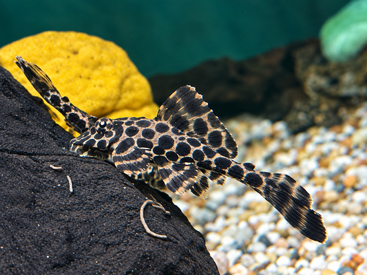 L165 Wabenschilderwels Glyptoperichthys Gibbiceps