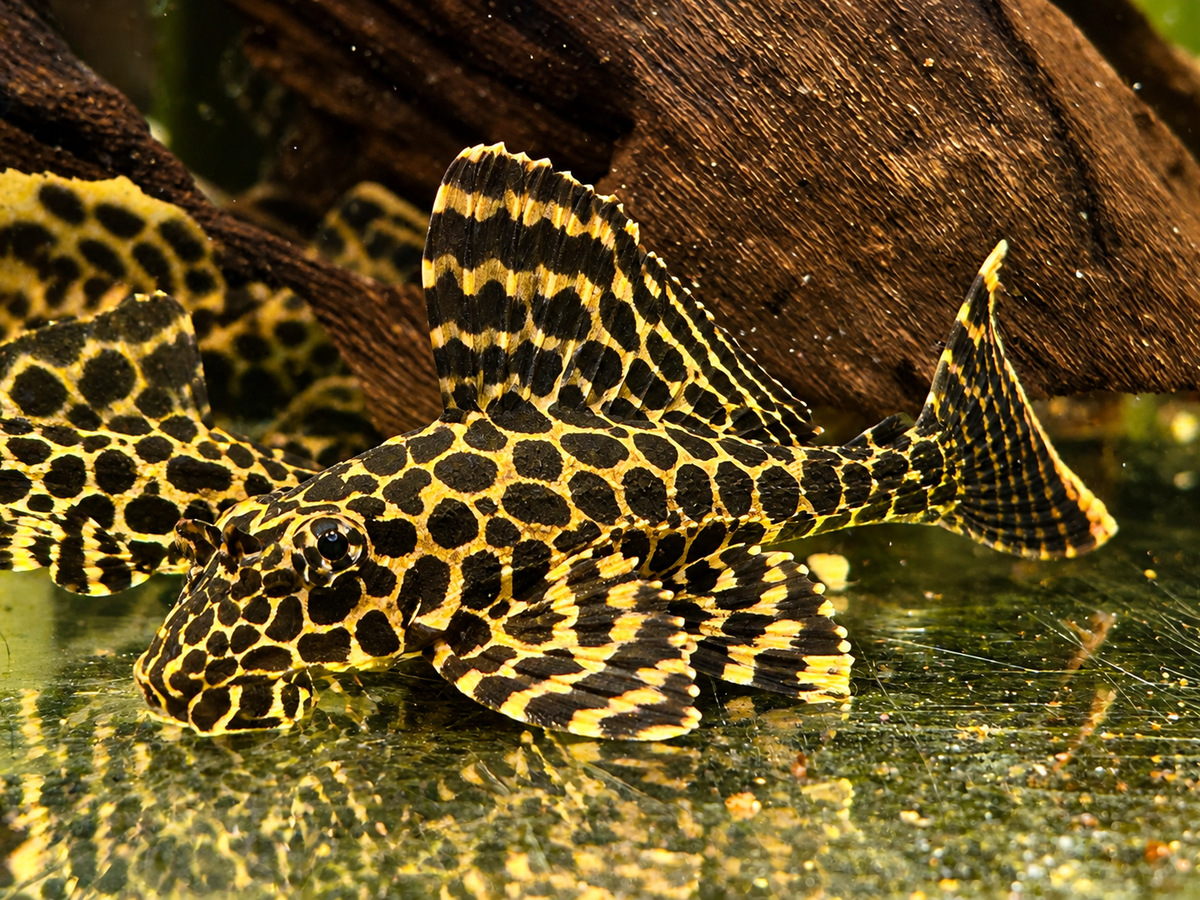 L165 Wabenschilderwels Pterygoplichthys gibbiceps
