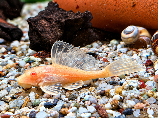 L165 Wabenschilderwels albino Glyptoperichthys gibbiceps 6cm
