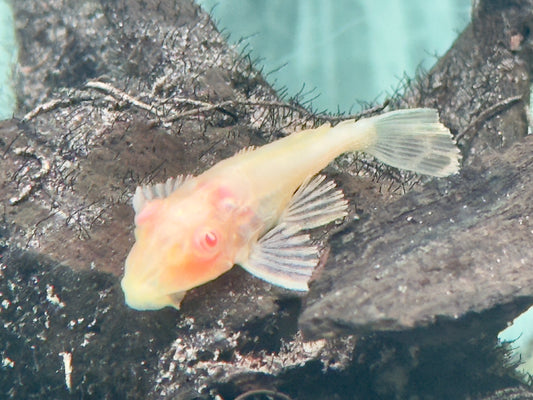 L165 Wabenschilderwels albino Glyptoperichthys gibbiceps 5-6cm