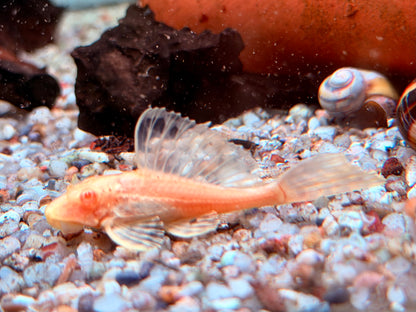 L165 Wabenschilderwels albino Glyptoperichthys gibbiceps 6cm
