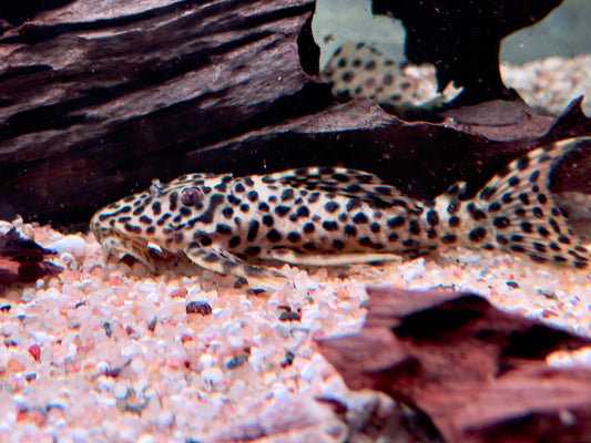 L172b Leopard Rüsselzahnwels Leporacanthicus heterodon