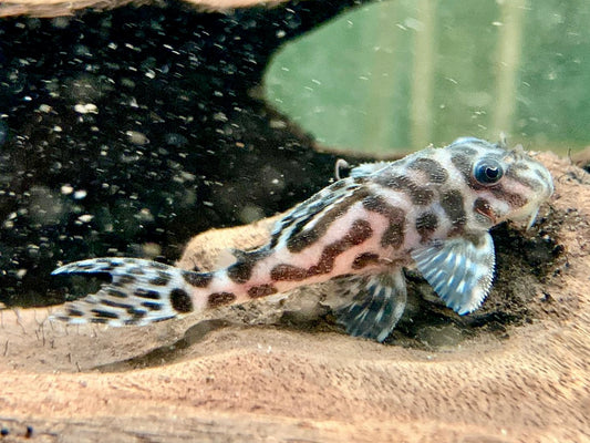 L174 Ozelot Harnischwels Hypancistrus spec.