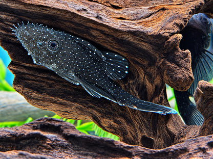 L183 Weißsaum Antennenwels Ancistrus dolichopterus 7-9 cm