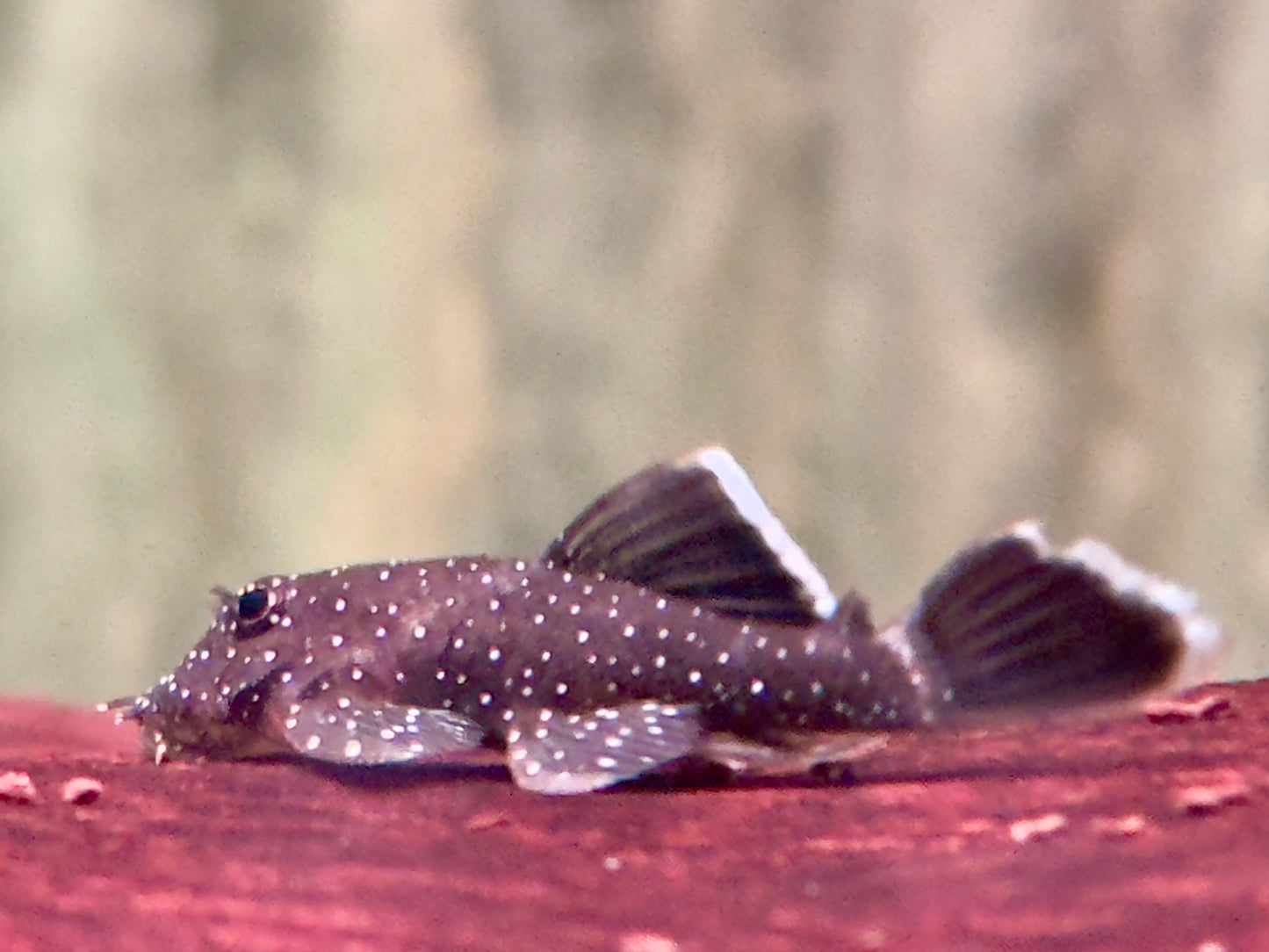 L183 Weißsaum Antennenwels Ancistrus dolichopterus 5-6cm