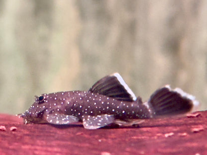 L183 Weißsaum Antennenwels Ancistrus dolichopterus 5-6cm