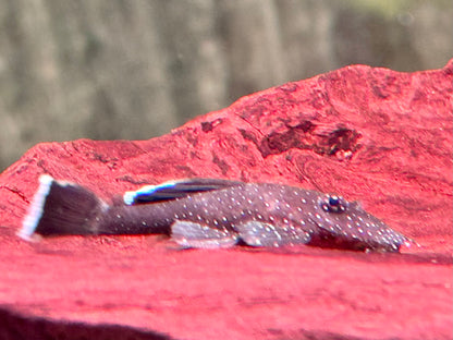 L183 Weißsaum Antennenwels Ancistrus dolichopterus 5-6cm