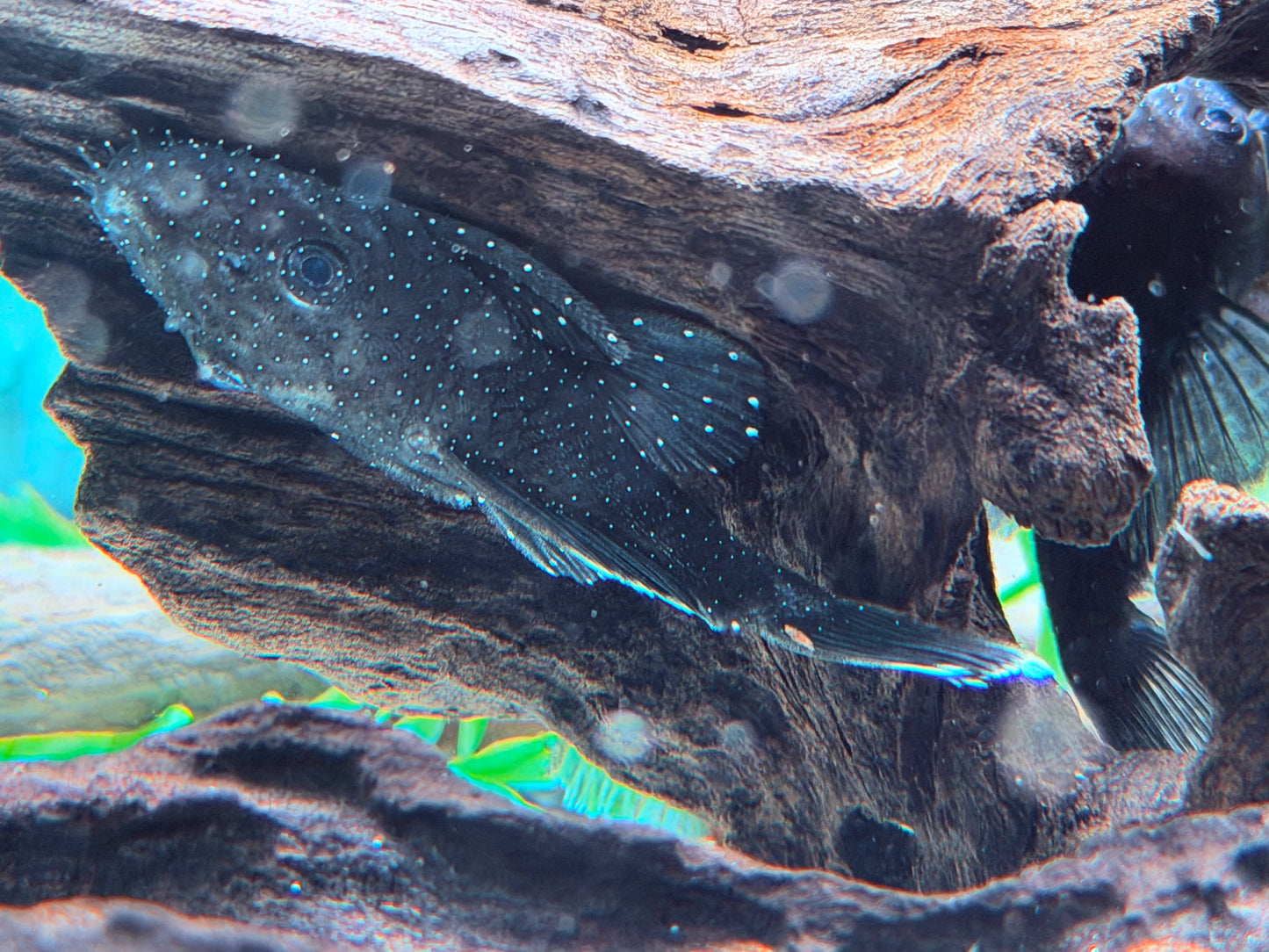 L183 Weißsaum Antennenwels Ancistrus dolichopterus 7-9 cm