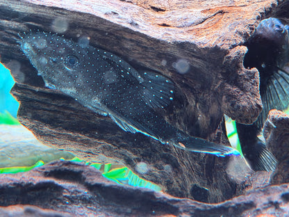 L183 Weißsaum Antennenwels Ancistrus dolichopterus 7-9 cm