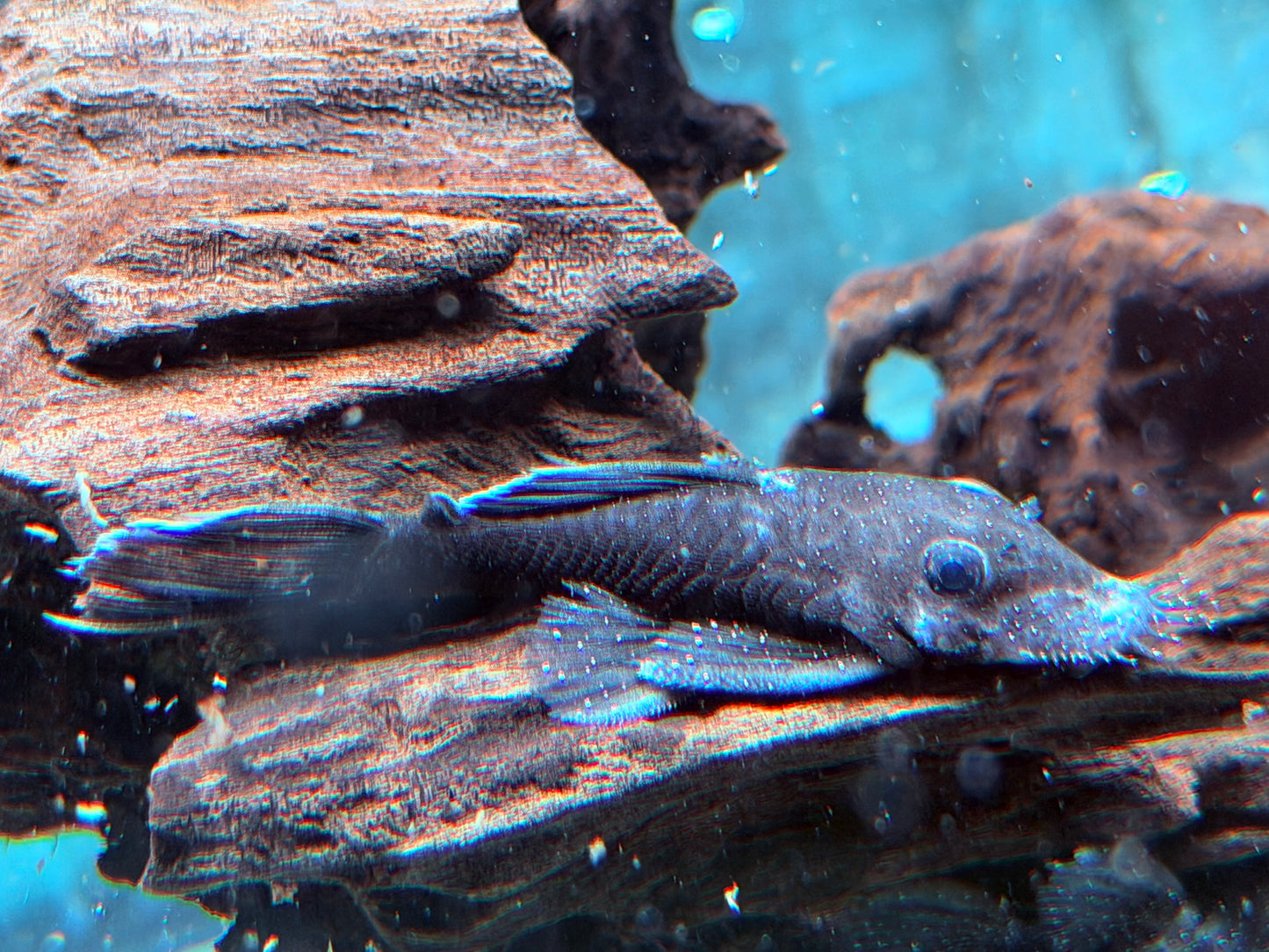 L183 Weißsaum Antennenwels Ancistrus dolichopterus 7-9 cm