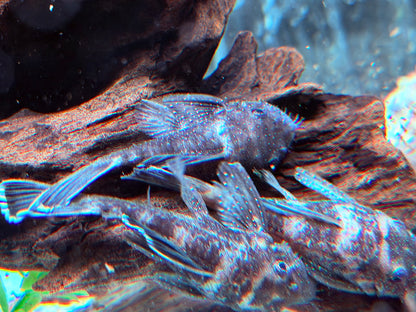 L183 Weißsaum Antennenwels Ancistrus dolichopterus 7-9 cm