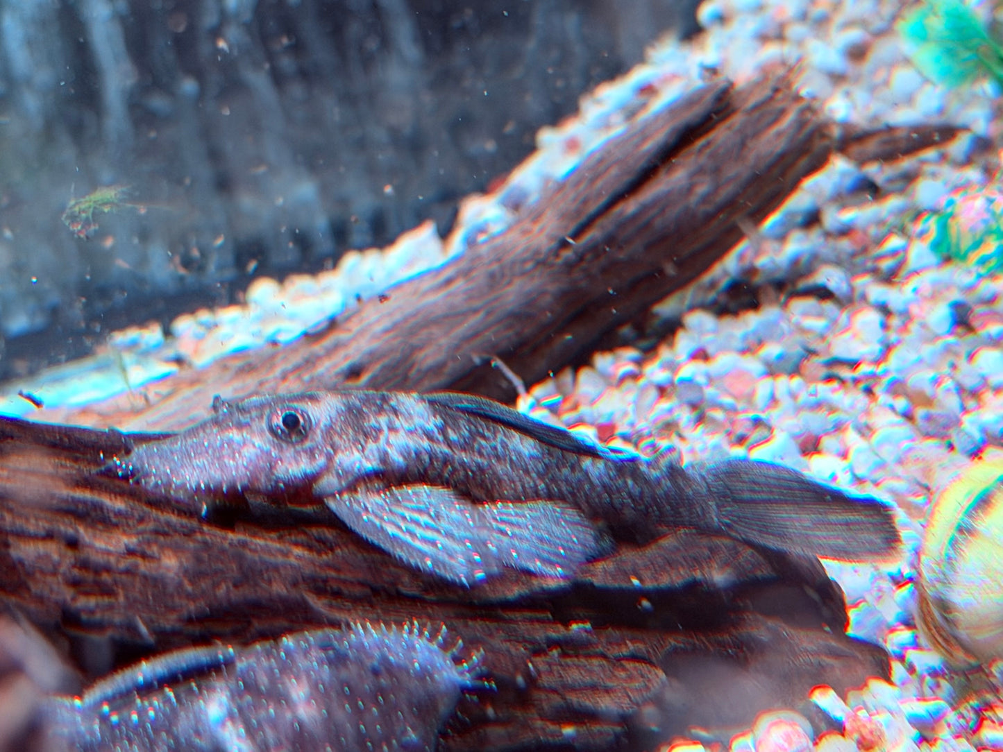 L183 Weißsaum Antennenwels Ancistrus dolichopterus 7-9 cm