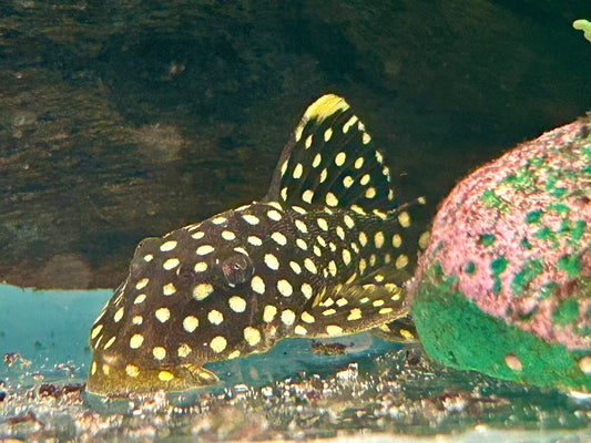 L18 Orangesaum Prachtharnischwels Baryancistrus xanthellus