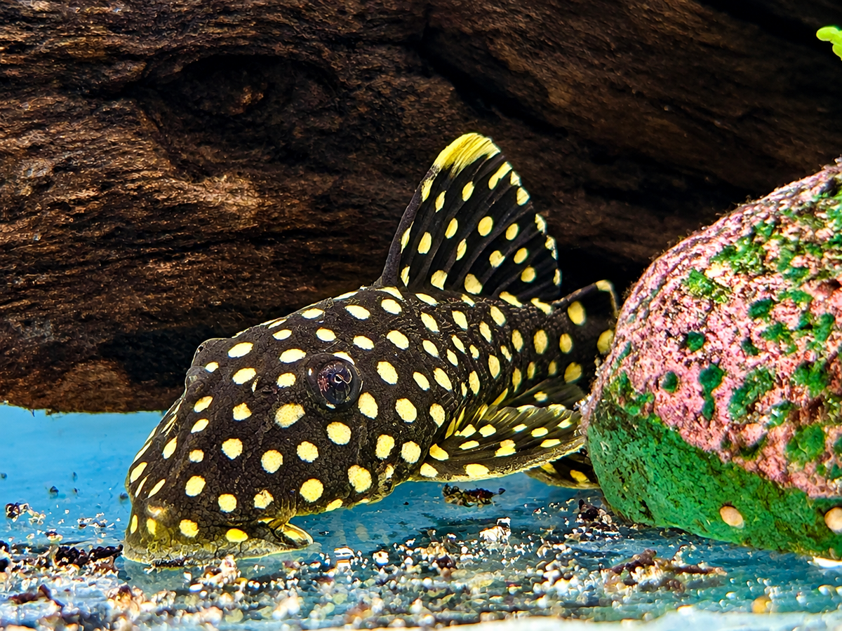 L18 Orangesaum Prachtharnischwels Baryancistrus xanthellus