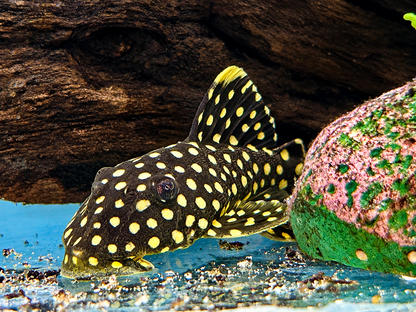 L18 Orangesaum Prachtharnischwels Baryancistrus xanthellus