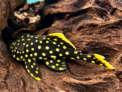 L18 Orangesaum Prachtharnischwels Baryancistrus xanthellus