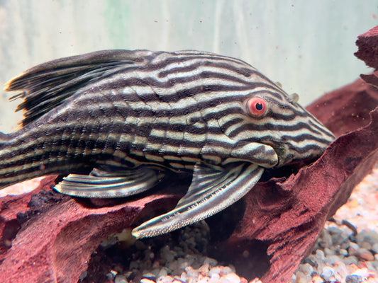 L190 Schwarzlinien Harnischwels Royal Pleco Panaque nigrolineatus  14-17 cm