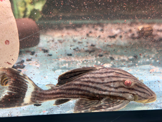 L190 Schwarzlinien Harnischwels Royal Pleco Panaque nigrolineatus  11-13 cm