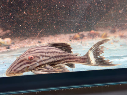 L190 Schwarzlinien Harnischwels Royal Pleco Panaque nigrolineatus  11-13 cm
