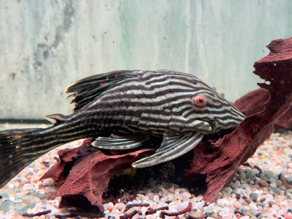 L190 Schwarzlinien Harnischwels Royal Pleco Panaque nigrolineatus  14-17 cm
