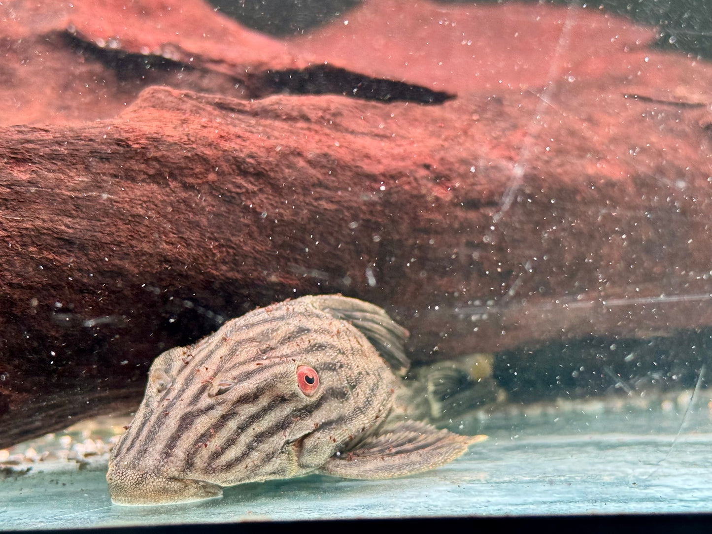 L190 Schwarzlinien Harnischwels Royal Pleco Panaque nigrolineatus  11-13 cm
