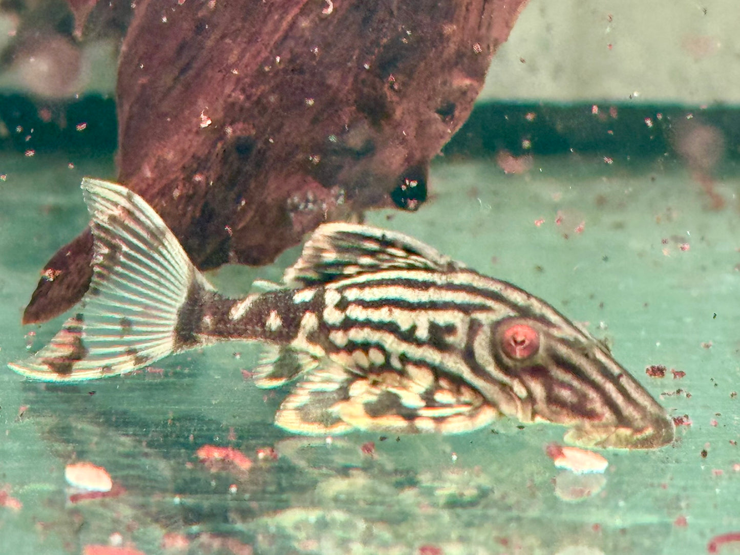 L190 Schwarzlinien Harnischwels Royal Pleco Panaque nigrolineatus 4-5 cm