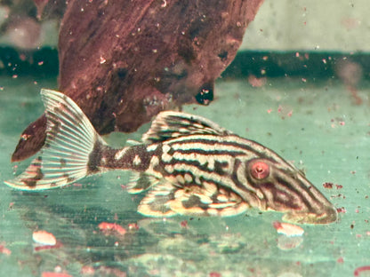 L190 Schwarzlinien Harnischwels Royal Pleco Panaque nigrolineatus 4-5 cm