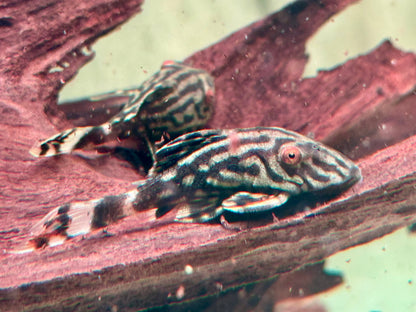 L190 Schwarzlinien Harnischwels Royal Pleco Panaque nigrolineatus 4-5 cm