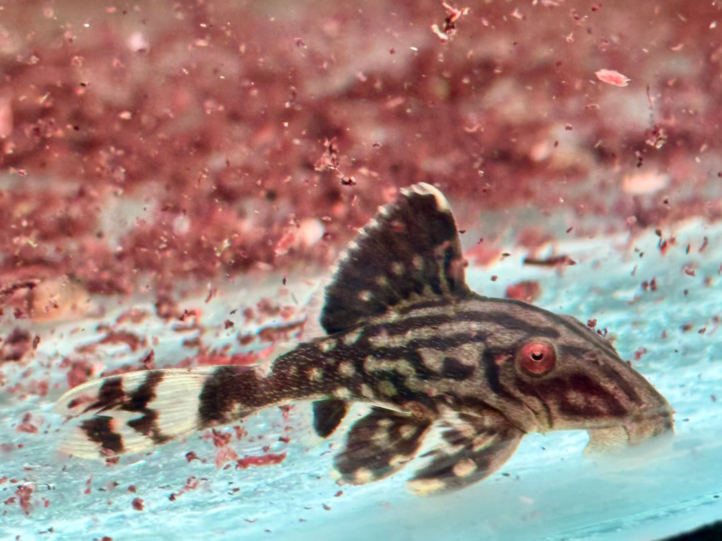 L190 Schwarzlinien Harnischwels Royal Pleco Panaque nigrolineatus 4-5 cm