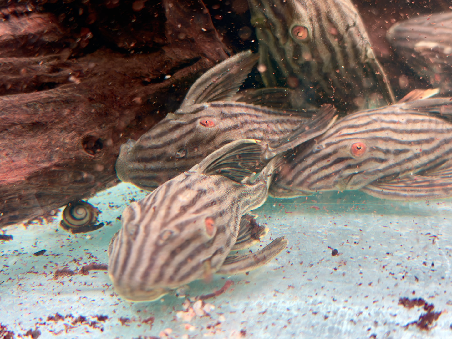 L190 Schwarzlinien Harnischwels Royal Pleco Panaque nigrolineatus  11-13 cm