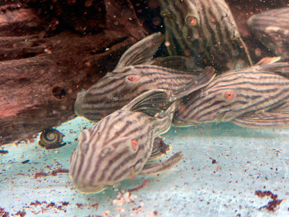 L190 Schwarzlinien Harnischwels Royal Pleco Panaque nigrolineatus  11-13 cm