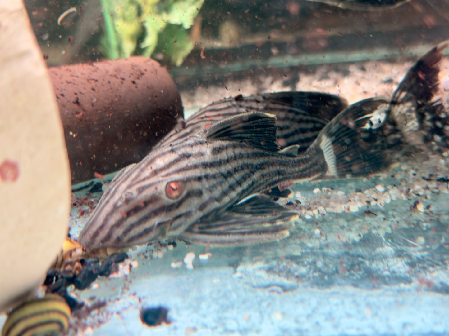 L190 Schwarzlinien Harnischwels Royal Pleco Panaque nigrolineatus  11-13 cm