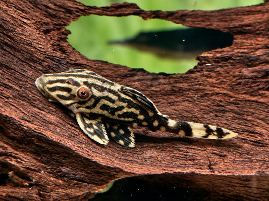 L190 Schwarzlinien Harnischwels Royal Pleco Panaque nigrolineatus ca. 6 cm