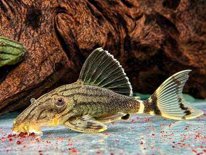 L191 Grüner Panaque Panaque sp.