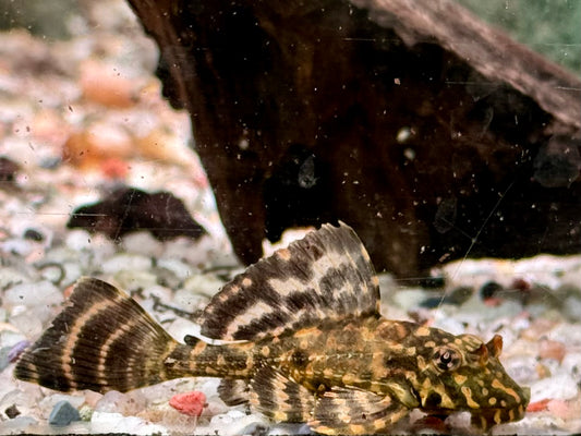 L1 Goldflecken Segelschilderwels Pterygoplichthys joselimaianus 5,5-6,3 cm
