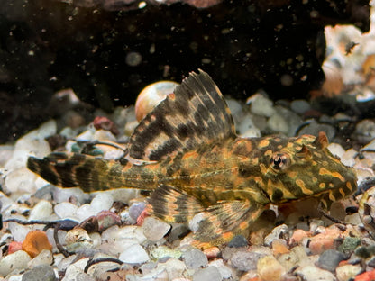 L1 Goldflecken Segelschilderwels Pterygoplichthys joselimaianus 5,5-6,3 cm