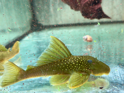 L200 Gelber Phantomwels XXL Hemiancistrus subviridis 11-14cm