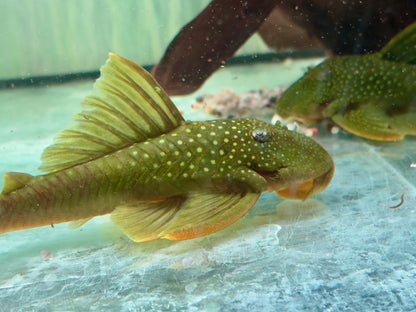 L200 Gelber Phantomwels XXL Hemiancistrus subviridis 11-14cm