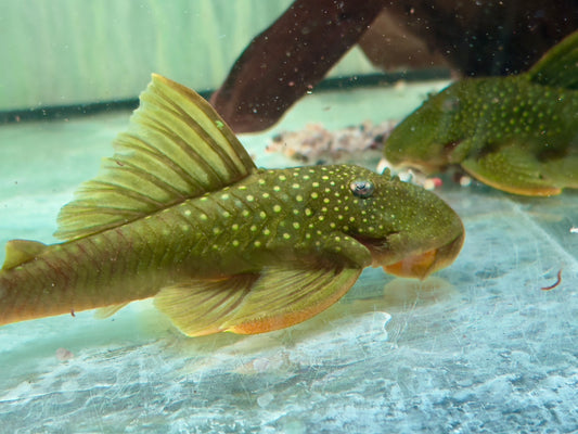 L200 Gelber Phantomwels XXL Hemiancistrus subviridis 11-14cm